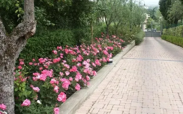 Sentiero alberato, costeggiato da fiori rosa e vegetazione, che conduce a un ingresso con cancello.