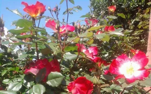 Rose rosse e rosa brillanti che sbocciano in un giardino soleggiato con foglie verdi