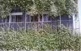 Una fitta edera verde ricopre la facciata di un edificio, dietro la quale si intravedono finestre e una ringhiera di un balcone.