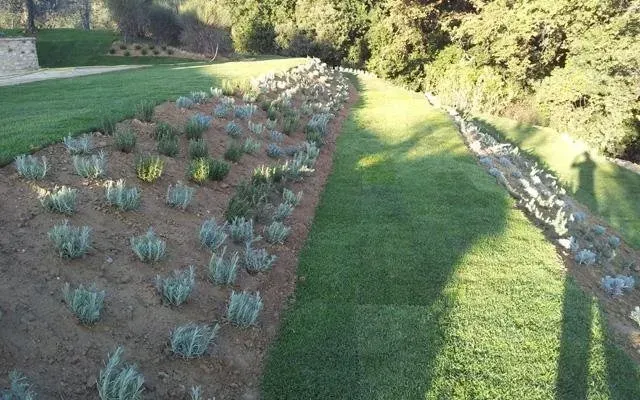 Aiuole accanto a un prato erboso e a un sentiero lastricato di pietra, in pieno sole.