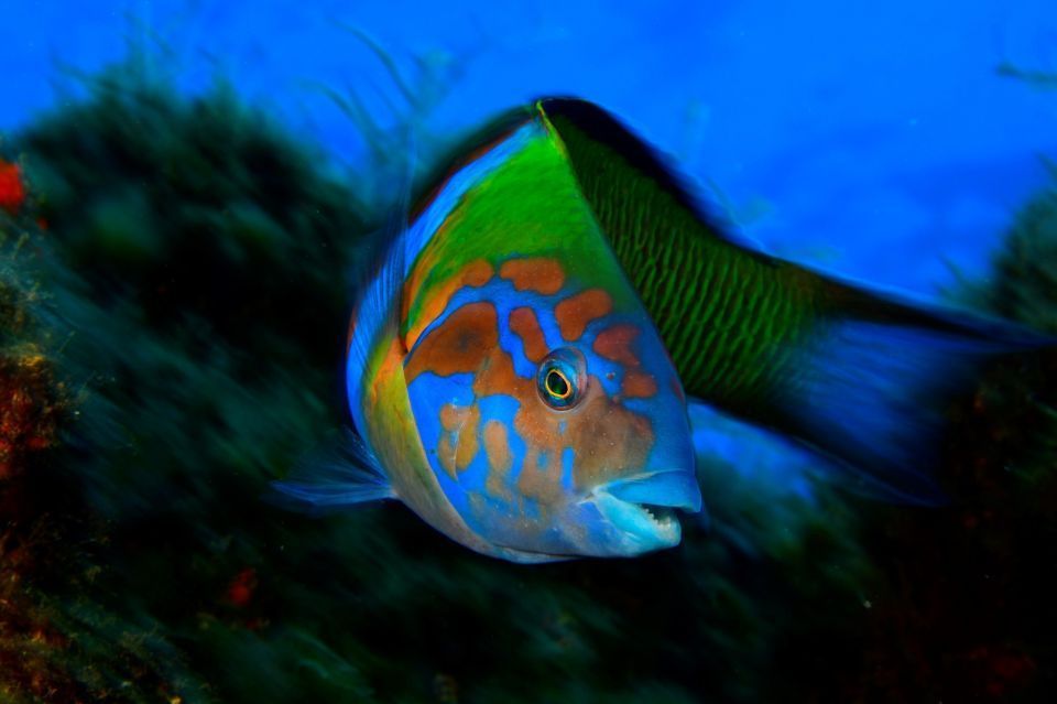 Tour guiado de snorkeling na Madeira
