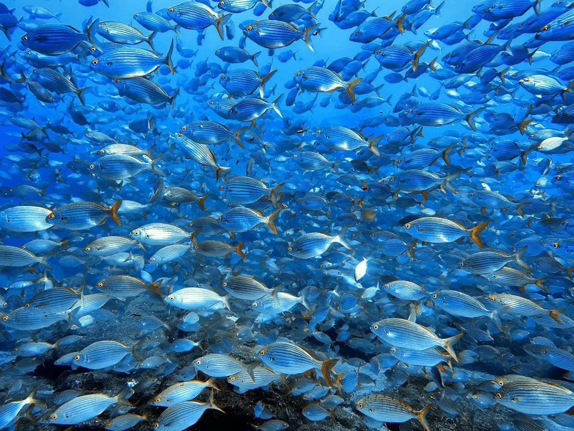Snorkeling na Madeira de lancha rápida