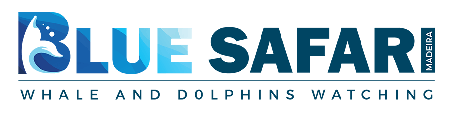 whale watching madeira funchal dolphins tour