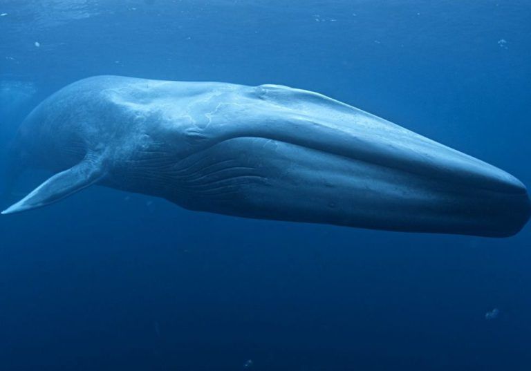 Blue Safari Madeira | Responsible whale and dolphin watching tours