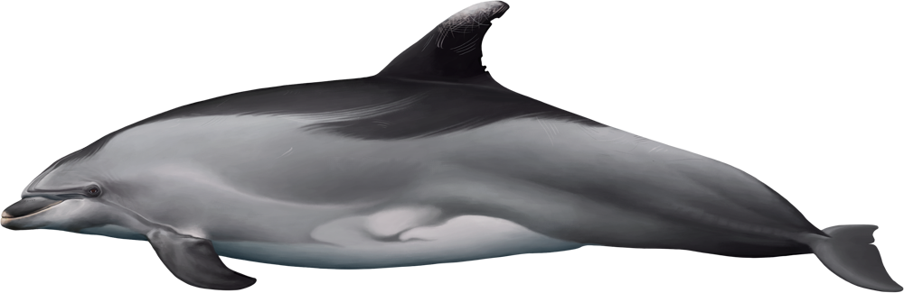 Blue Safari Madeira | Responsible whale and dolphin watching tours