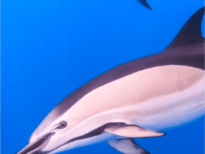 Blue Safari Madeira | Responsible whale and dolphin watching tours