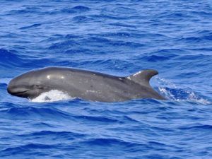 Blue Safari Madeira | Responsible whale and dolphin watching tours