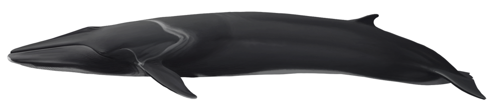 whale watching dolphins madeira island tour