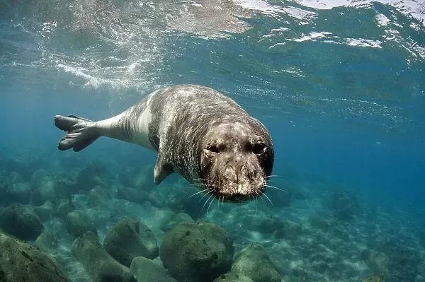 Madeira Island monk seal azul diving scuba