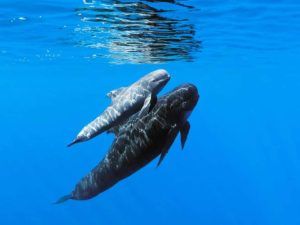Blue Safari Madeira | Responsible whale and dolphin watching tours