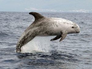Blue Safari Madeira | Responsible whale and dolphin watching tours