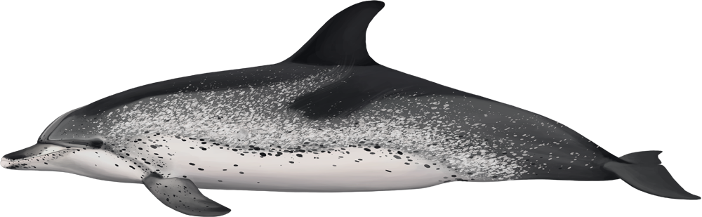 whale watching dolphins madeira island tour