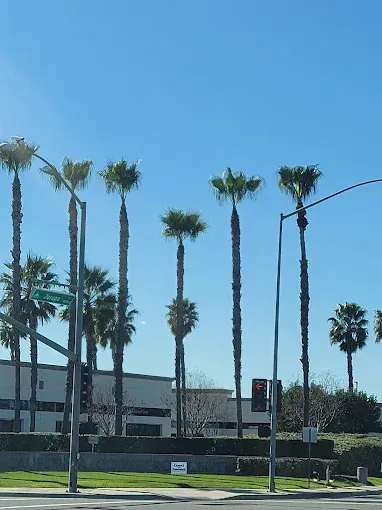 Palm trees line a sunny street with a blue sky. Buildings and streetlights are in view.