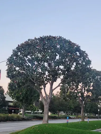 Large tree with dark green foliage and gray trunk on a grassy area next to a road, against a light blue sky.