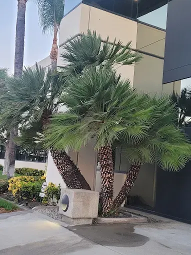 Three palm trees with green fronds grow next to a beige building, a light fixture, and pavement.