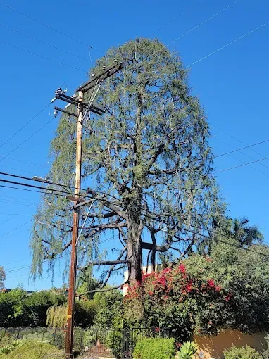 Tall tree next to power lines against a clear blue sky. Red flowers and green bushes below.