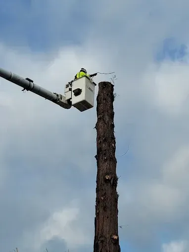 A worker in a bucket truck trims a tall tree trunk against a cloudy sky.