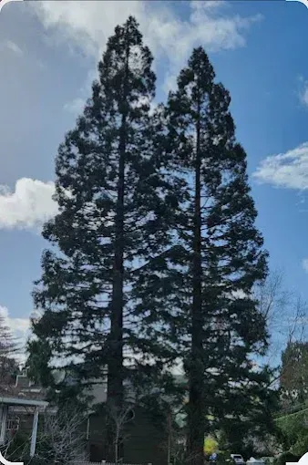 Two tall evergreen trees stand against a partly cloudy blue sky.