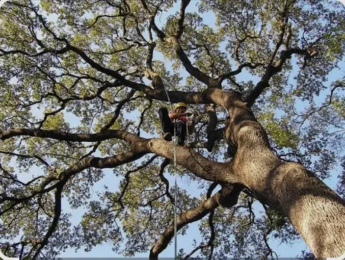 Person in safety gear trimming branches of a large tree; blue sky background.