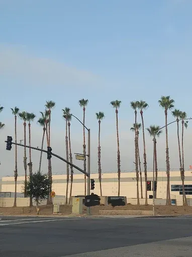 Palm trees line a street in front of a light blue sky and a commercial building.
