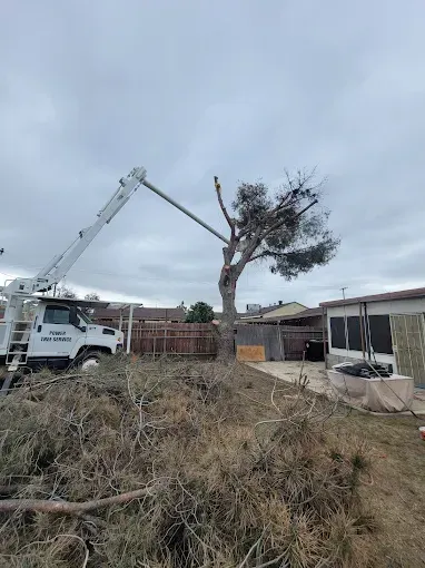 Tree being trimmed by a bucket truck in a backyard, with a pile of branches on the ground.
