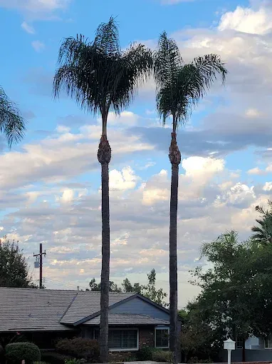 Two tall palm trees against a cloudy blue sky, with a house and power lines in the background.