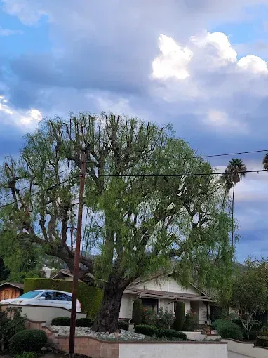 Tree in front of a house under a cloudy sky. The tree is trimmed with a full, green canopy.