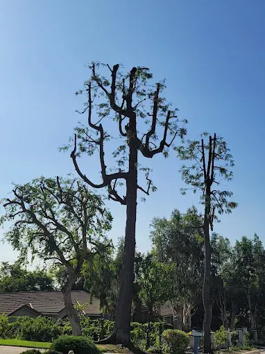 Three trees against a clear blue sky. One is heavily pruned with bare branches, while the others have full green foliage.