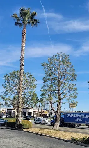 Tall palm tree and other trees line a street; blue sky with a contrail. Cars and a truck are in the background.