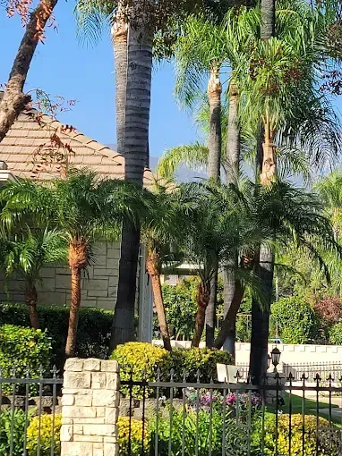 Palm trees and lush greenery in front of a house with a stone and wrought iron fence.
