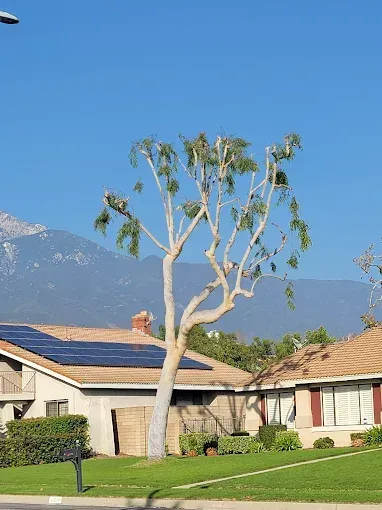 A tall tree with sparse green leaves stands in front of houses with solar panels, a blue sky, and a mountain backdrop.