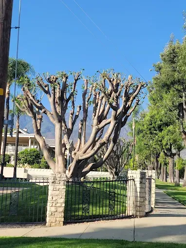 Tree with bare branches, behind a black fence with stone pillars, in front of a blue sky.