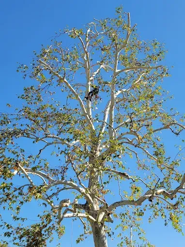 Large tree with white bark and sparse green leaves against a blue sky.