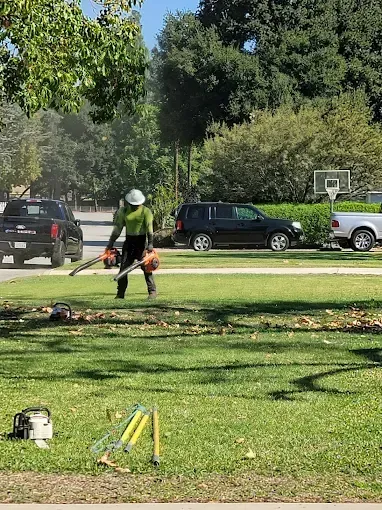 Person using a leaf blower on a lawn with parked cars and trees in the background.