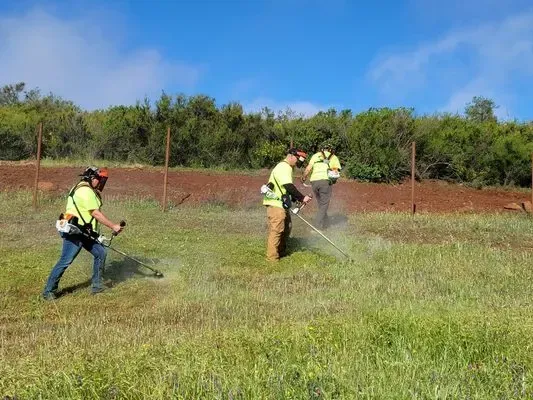Three people in safety vests use weed whackers in a grassy field; blue sky background.