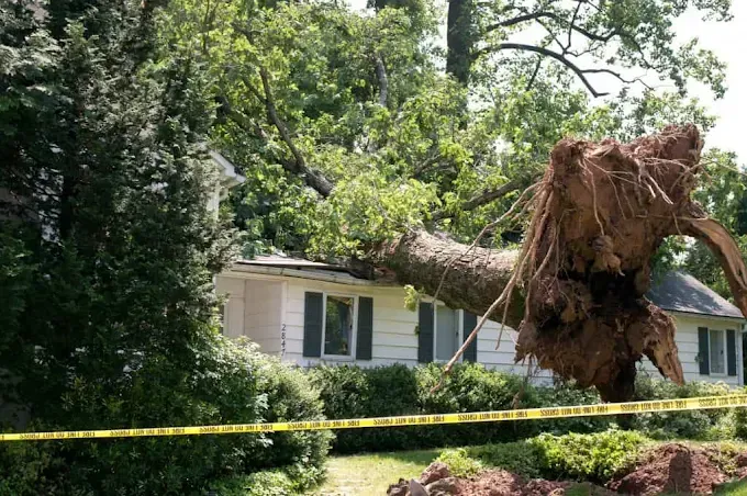 Tree fallen on a white house, yellow caution tape in front. The tree's roots are exposed.