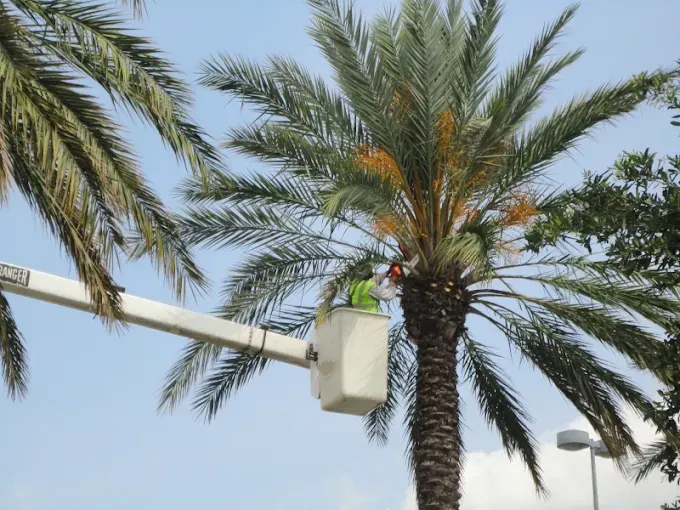 Person in lift bucket trimming a tall palm tree with blue sky background.