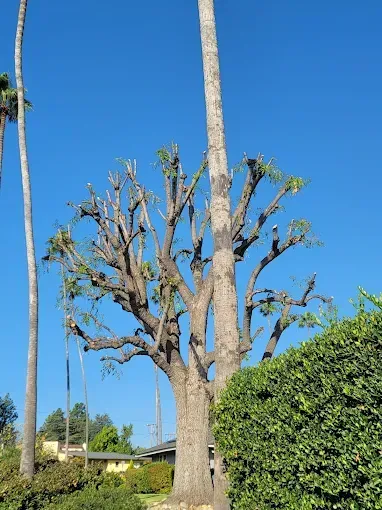 Tree with pruned branches, blue sky background.