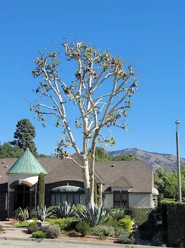 A white-trunked tree stands in front of a building with a copper-green roof and brown shingles.
