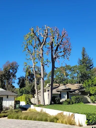 Three tall, trimmed trees with sparse branches in front of a house against a blue sky.