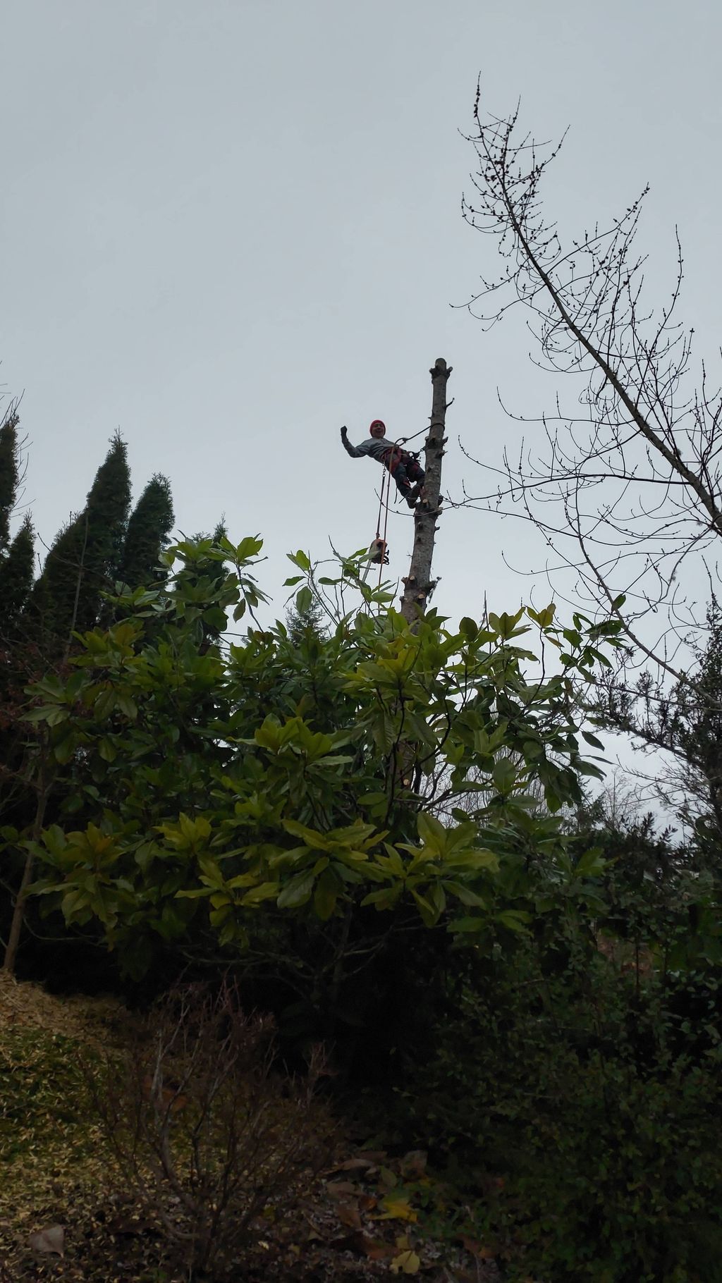 Person climbing a tall, leafless tree beside dense green foliage under an overcast sky