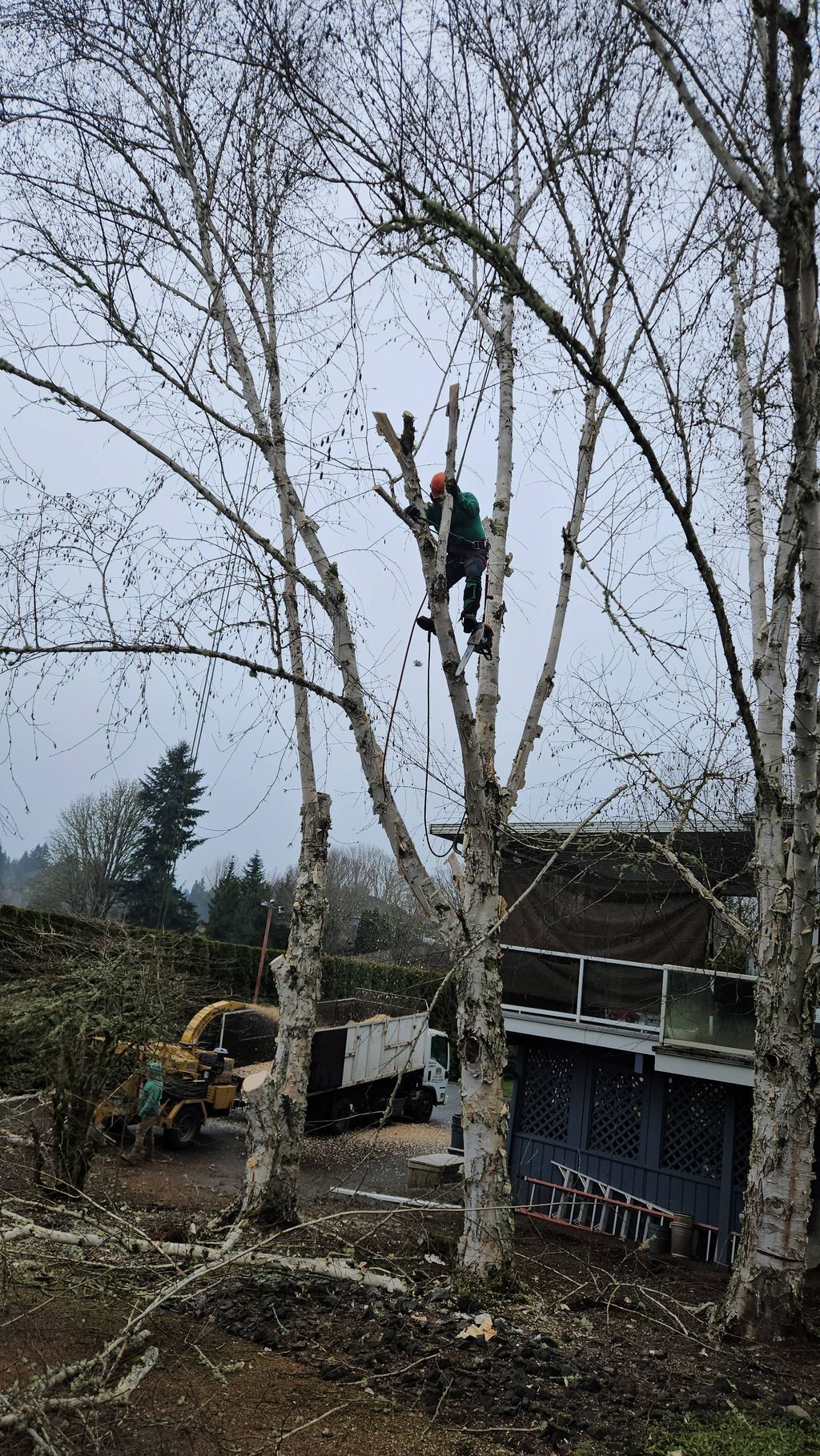 Person climbing a tall tree beside a house and deck, with bare branches and overcast sky.