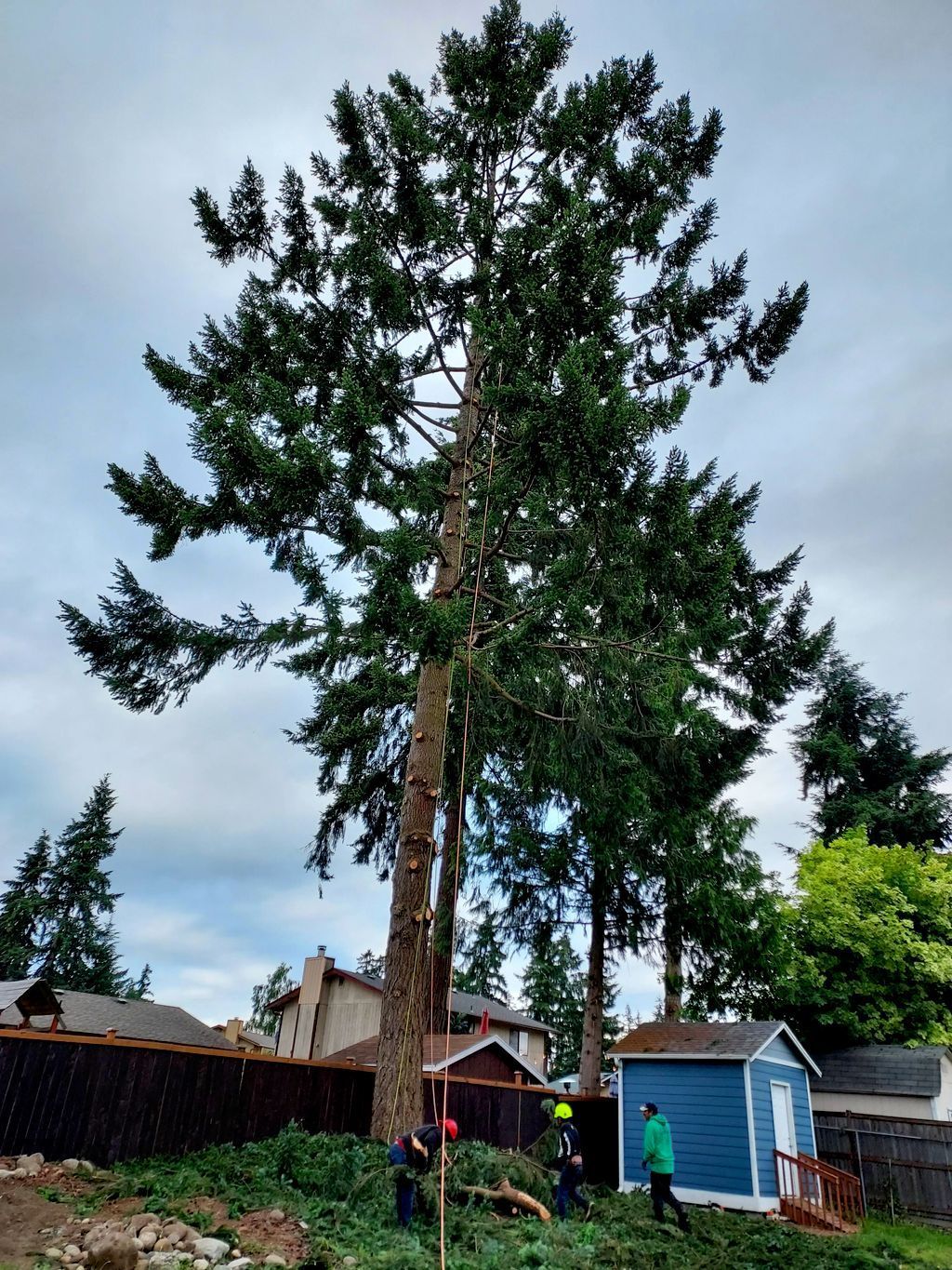 Tall pine tree in a backyard beside a blue shed, with people standing below under a cloudy sky.