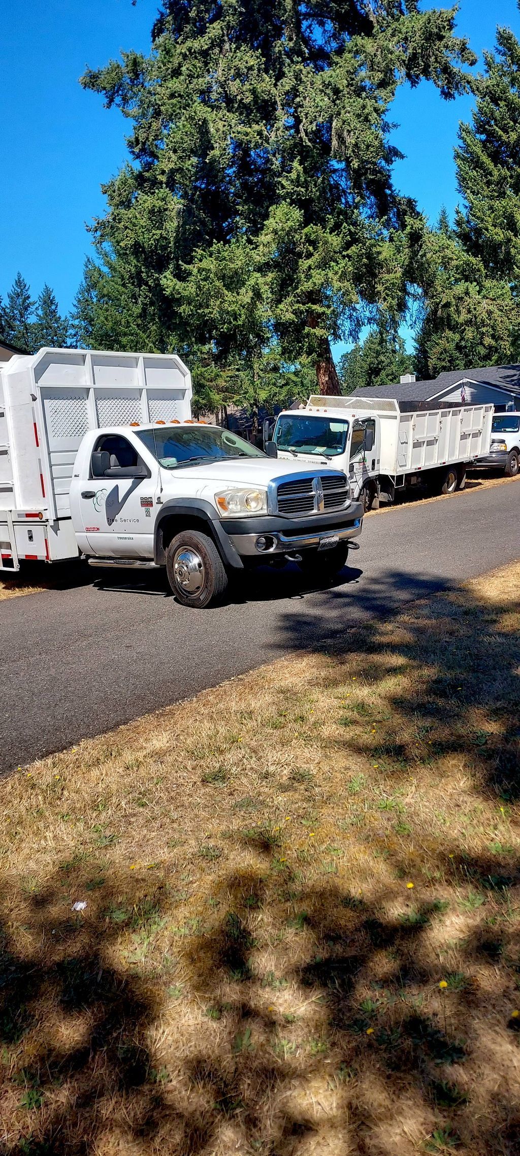 White utility trucks parked along a tree-lined roadside under a bright blue sky
