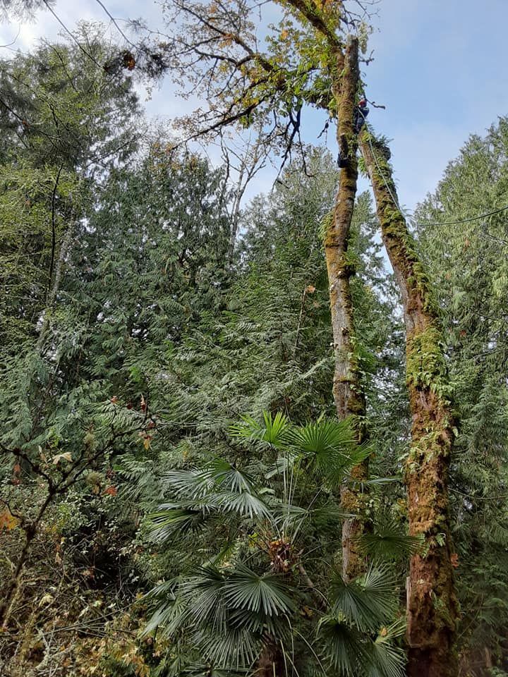 Tall moss-covered tree trunks in a dense green forest under a partly cloudy sky