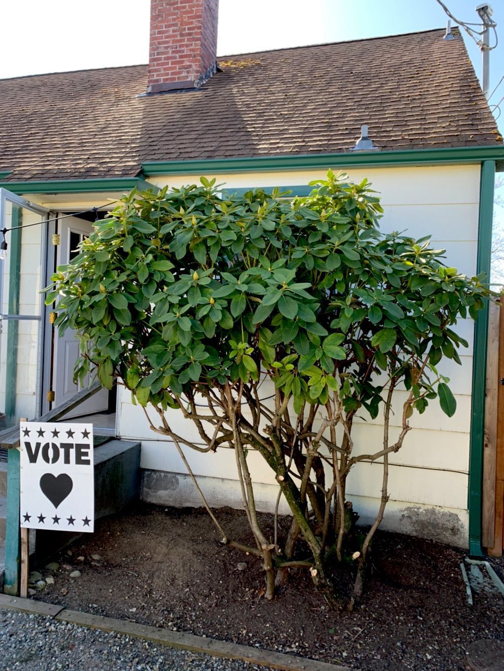 Front yard shrub beside a house with a white “VOTE” yard sign