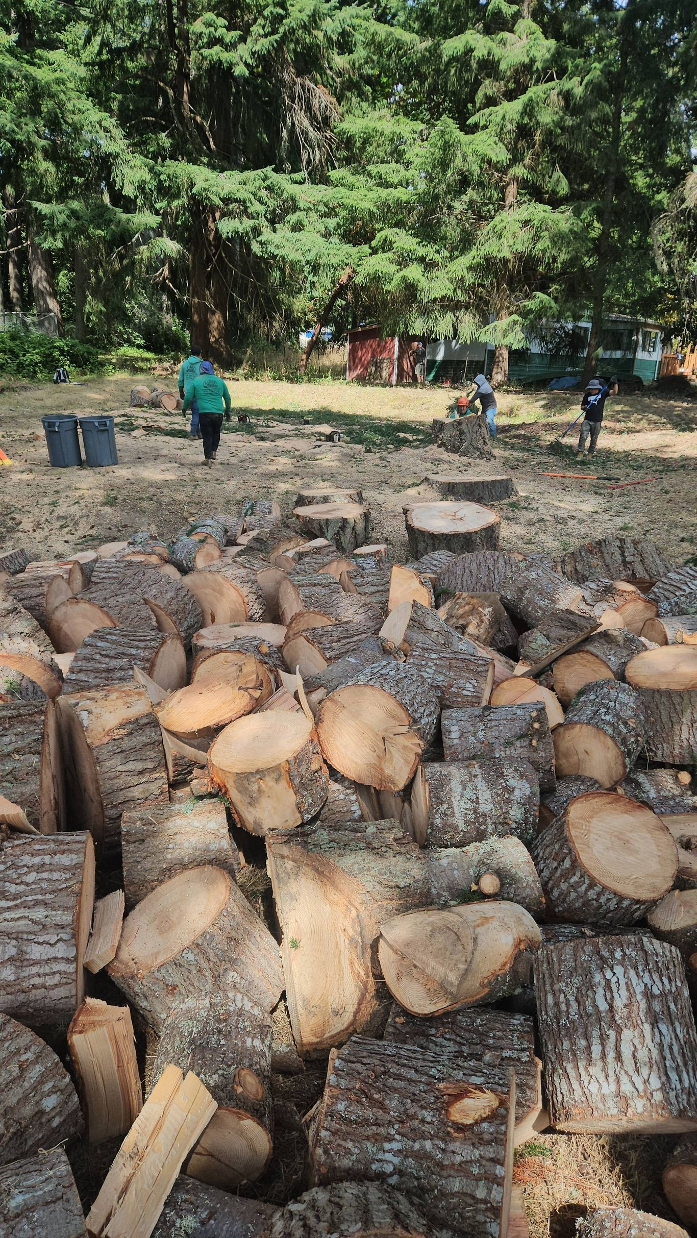 Piles of cut logs stacked outdoors with trees and a few workers in the background