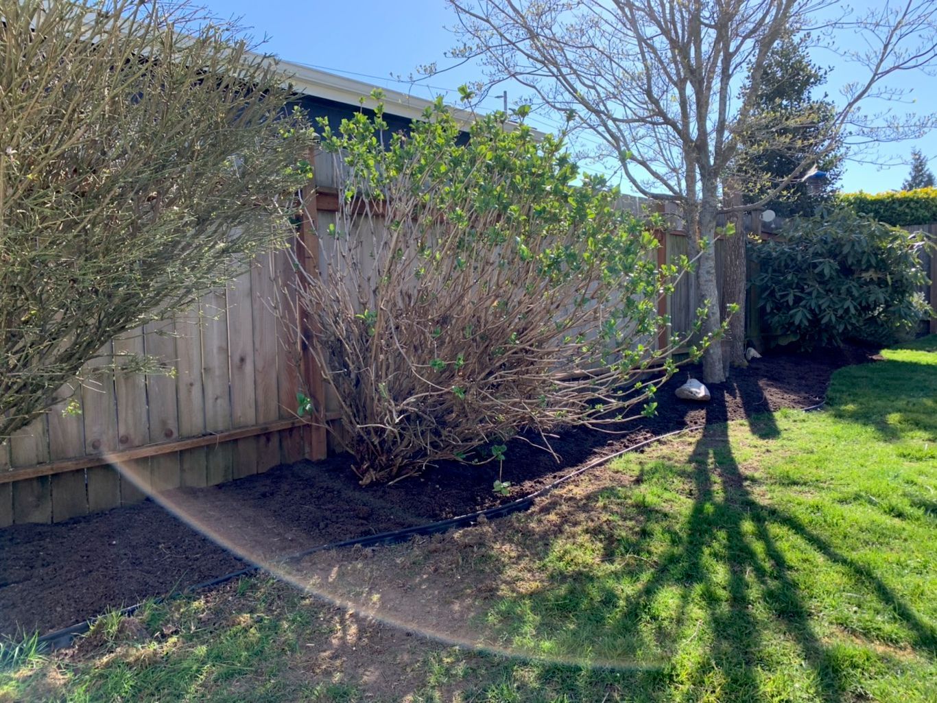 Backyard with wooden fence, shrubs, and leafless trees in sunlight