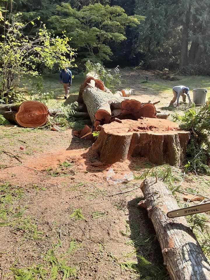 Workers trimming a large tree trunk in a forest clearing, with cut logs and sawdust on the ground