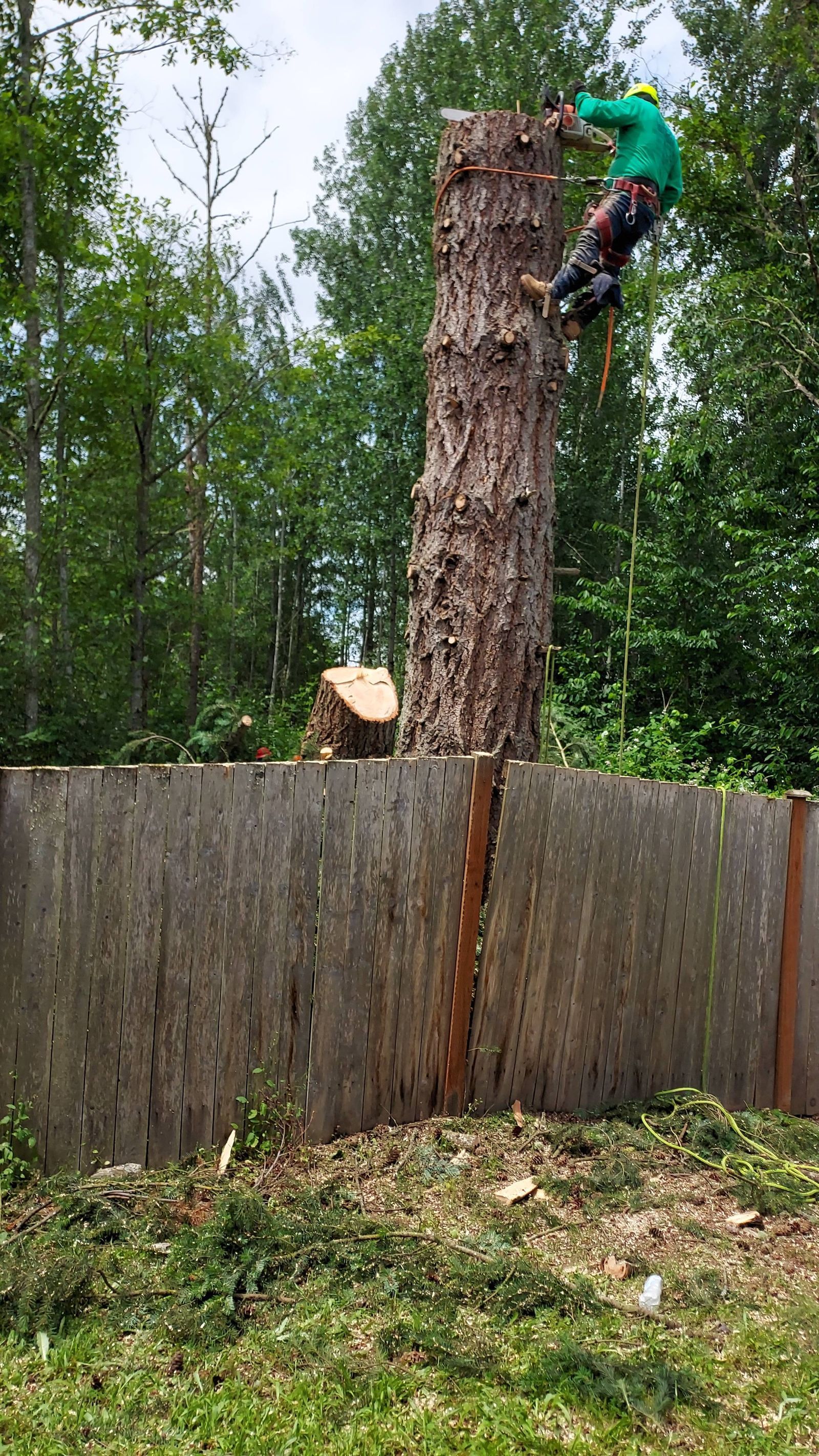 Person climbing a tall tree trunk above a fence in a wooded yard